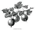 Gooseberries fruit plant botanical vintage engraving illustration isolated on white background Royalty Free Stock Photo