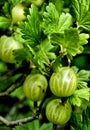 gooseberries green berries growing in the garden