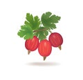 Gooseberries with leaves isolated on white. Berry icon.