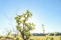 Gooseberries leaves in sunlight