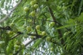 Gooseberries Royalty Free Stock Photo