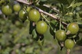 Gooseberries plant