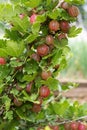 Gooseberries Royalty Free Stock Photo