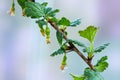 Young Ribes uva-crispa with rain drops after the rain growing in an organic vegetable garden Royalty Free Stock Photo