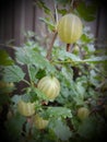 gooseberry berries in the garden Royalty Free Stock Photo