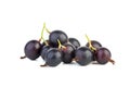 Gooseberry and black currant hybrid Josta Royalty Free Stock Photo