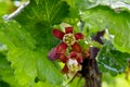 Gooseberry Currant Blossom Mandala 01