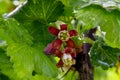 Gooseberry Currant Blossom Mandala 02