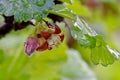 Gooseberry Blossom Under Waterdrop Leaf 01