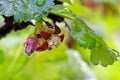 Maroon Gooseberry Currant Blossom 01