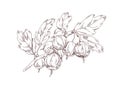 Gooseberry branch with berries and leaf. Outlined vintage botanical drawing of garden fruit plant. Handdrawn botany