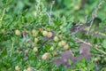 Gooseberry branch, blurry background. Green plant with berries