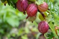 Gooseberry on a branch in drops Royalty Free Stock Photo