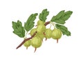 Gooseberry branch with fresh ripe green berries and leaf. Vintage botanical drawing of garden fruit plant. Realistic