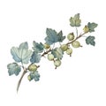 Gooseberry branch with green berries. Hand painted with watercolors. Element for design of packaging, greeting cards