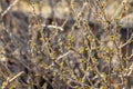 Gooseberry branches with green and white fur fresh buds are on the orange blurred background in a garden in spring with bokeh