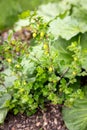 Gooseberry bush in the own Garden, green gooseberries growing Royalty Free Stock Photo