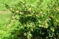 Gooseberry bush with ripe berries