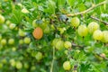 Gooseberry bush ripe berry on the background of unripe fruits spring design