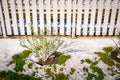 Gooseberry bush in spring in sunny weather with melting snow. Light spring snow on green grass. Nature wakes up after winter