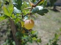 Gooseberry Royalty Free Stock Photo