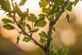 Gooseberry Bush at Sunset Royalty Free Stock Photo