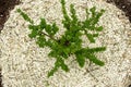 Gooseberry bush with young green leaves grown in farm, top view. Soil around plant is mulched with sawdust.