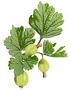 Gooseberry clip art