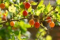 Fresh and ripe gooseberries on a branch Royalty Free Stock Photo