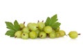 Gooseberry Fruit