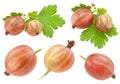 Gooseberry fruit on white collection Royalty Free Stock Photo