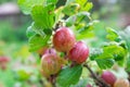 Gooseberry fully mature