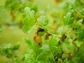 Gooseberry fruit close-up ripe fresh branch garden european leaves leaf detail macro red currant, farm flowering tree Royalty Free Stock Photo