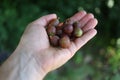 Gooseberry in hand. Berry in palm