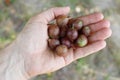 Gooseberry in hand. Berry in palm