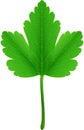 Gooseberry Leaf