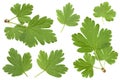 Gooseberry leaf collection on white Royalty Free Stock Photo