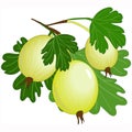 Gooseberry with leafs on white