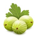 Gooseberry realisitc 3d vector illustration. Argus berries with leaves isolated on white background. Gooseberry bush icon