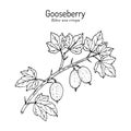 Gooseberry, or Ribes uva-crispa, branch with leaves and fruit