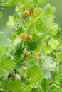 Gooseberry, Ribes uva-crispa bush with berries