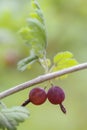 Gooseberry - Ribes uva-crispa