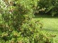 Gooseberry shrub with red berries Royalty Free Stock Photo