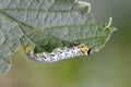 Gooseberry sawfly catepillar Royalty Free Stock Photo