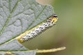 Gooseberry sawfly catepillar Royalty Free Stock Photo