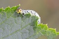 Gooseberry sawfly catepillar Royalty Free Stock Photo
