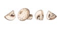 Hand drawn colorful whole and cut champignons. Isolated sketch on white background.