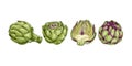 Hand drawn fresh whole artichoke and cut in half. View from different angles. Illustration isolated on white background. Royalty Free Stock Photo