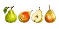 Hand drawn fresh pears, whole and cut in half. View from different angles.