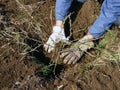 Gooseberry transplanting